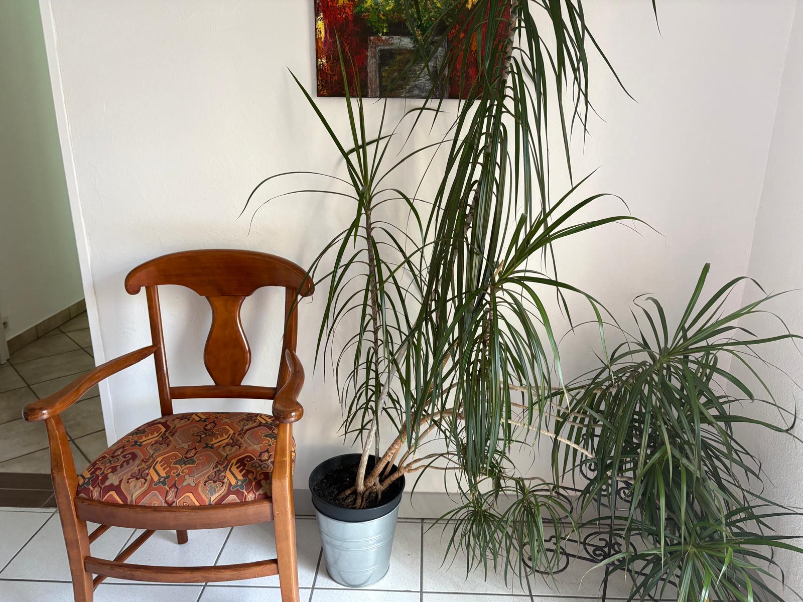 Fauteuil en bois et grande plante dans le cabinet.